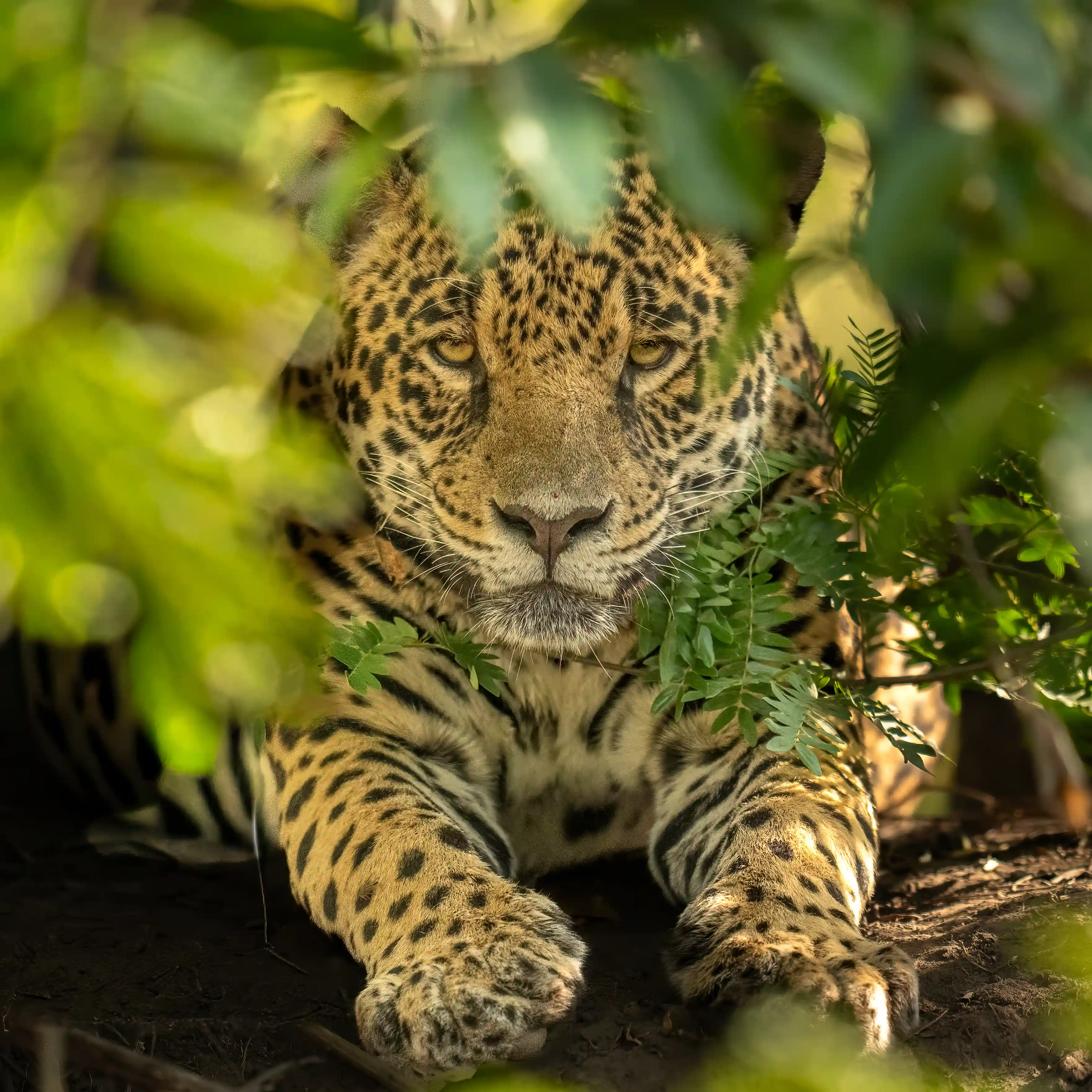 Pantanal Jaguar Expedition gallery image 10